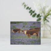 Verenigde Staten, Texas, Texas Hill Country, Heref Briefkaart (Staand voorkant)