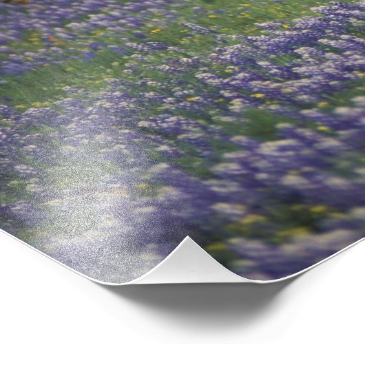 Verenigde Staten, Texas, Texas Hill Country, Heref Foto Afdruk (Hoek)