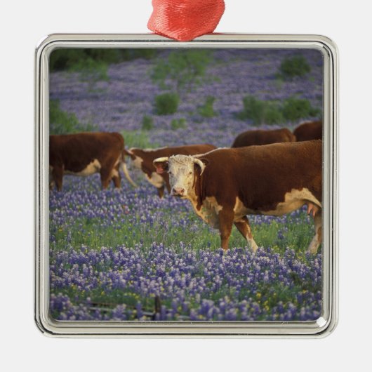Verenigde Staten, Texas, Texas Hill Country, Heref Metalen Ornament (Voorkant)