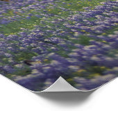 Verenigde Staten, Texas, Texas Hill Country, Heref Poster (Hoek)