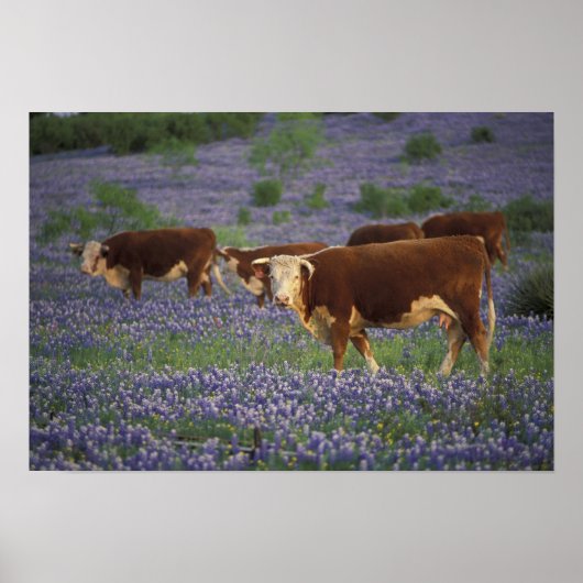Verenigde Staten, Texas, Texas Hill Country, Heref Poster (Voorkant)
