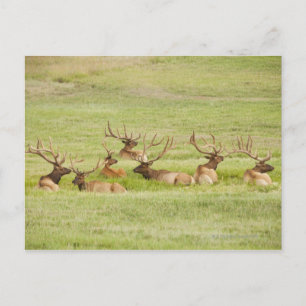 Verenigde Staten van Amerika, Utah, groep van stie Briefkaart