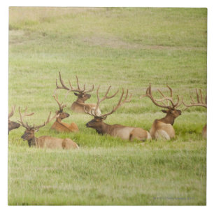 Verenigde Staten van Amerika, Utah, groep van stie Tegeltje