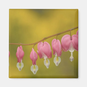 Verenigde Staten, Virginia, Arlington, sluiting va Magneet