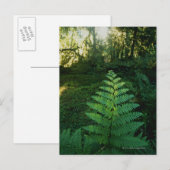 Verenigde Staten, Washington, Olympia National Par Briefkaart (Voorkant / Achterkant)