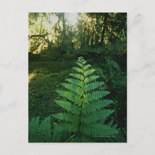 Verenigde Staten, Washington, Olympia National Par Briefkaart (Voorkant)