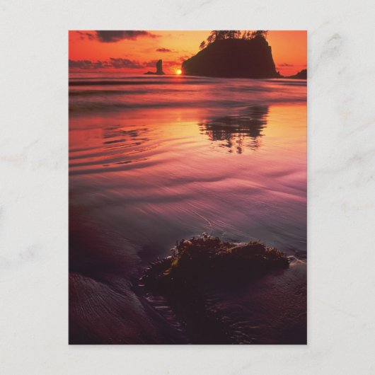 Verenigde Staten, Washington, Olympisch Nationaal  Briefkaart (Voorkant)