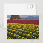 Verenigde Staten, Washington, Skagit Valley. Tulpe Briefkaart (Voorkant / Achterkant)