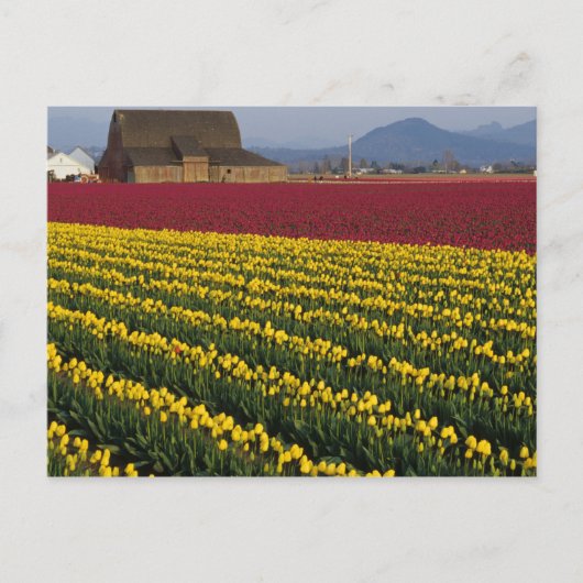 Verenigde Staten, Washington, Skagit Valley. Tulpe Briefkaart (Voorkant)