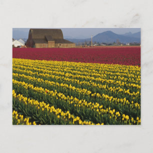 Verenigde Staten, Washington, Skagit Valley. Tulpe Briefkaart