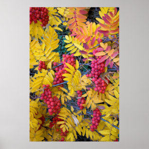 Verenigde Staten, Washington, Westerne bergas, Oka Poster