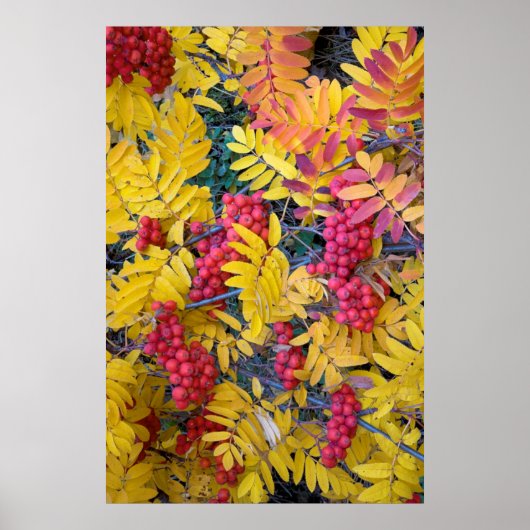 Verenigde Staten, Washington, Westerne bergas, Oka Poster (Voorkant)