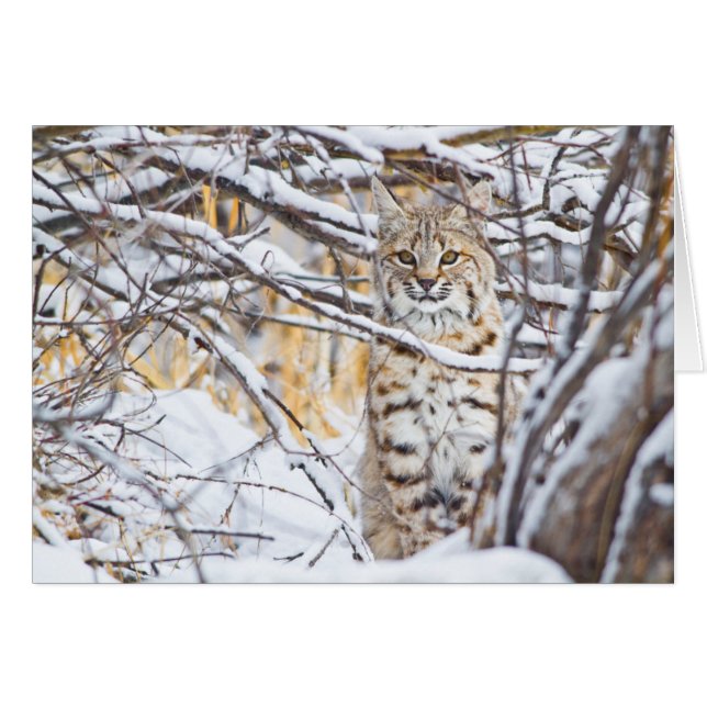 Verenigde Staten, Wyoming, Bobcat (Voorkant Horizontaal)