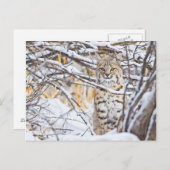 Verenigde Staten, Wyoming, Bobcat Briefkaart (Voorkant / Achterkant)