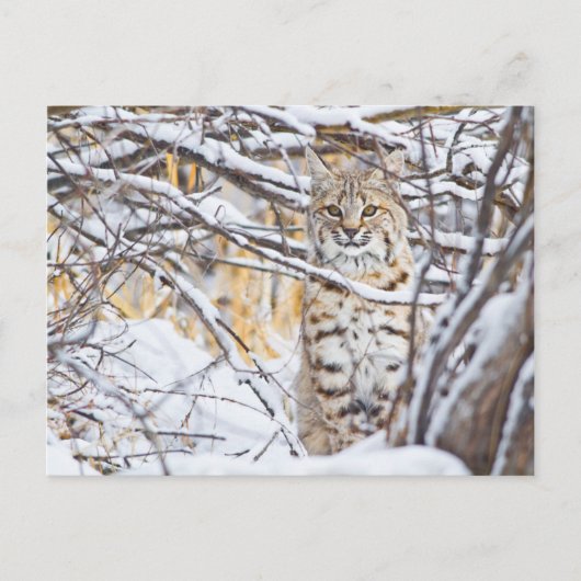 Verenigde Staten, Wyoming, Bobcat Briefkaart (Voorkant)