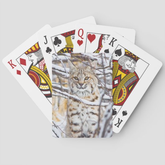 Verenigde Staten, Wyoming, Bobcat die in sneeuwval Pokerkaarten (Achterkant)