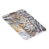 Verenigde Staten, Wyoming, Bobcat Magneet (Rechterzijde)