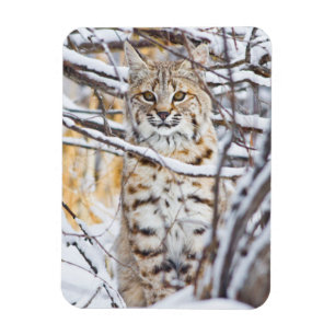Verenigde Staten, Wyoming, Bobcat Magneet