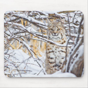 Verenigde Staten, Wyoming, Bobcat Muismat