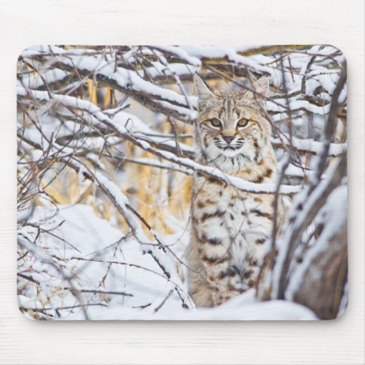 Verenigde Staten, Wyoming, Bobcat Muismat (Voorkant)