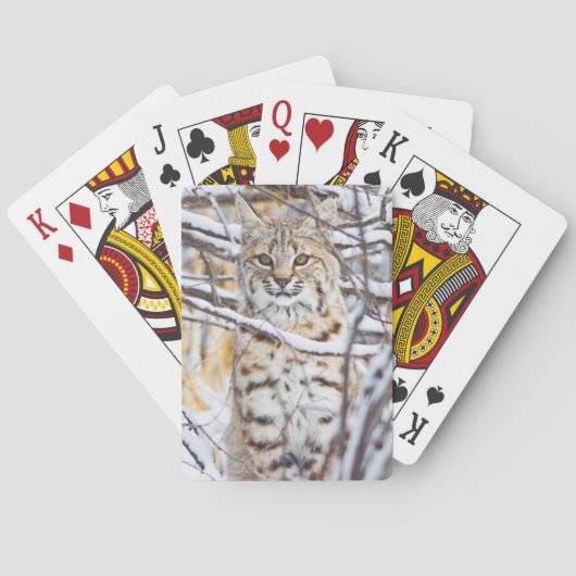 Verenigde Staten, Wyoming, Bobcat Pokerkaarten (Achterkant)