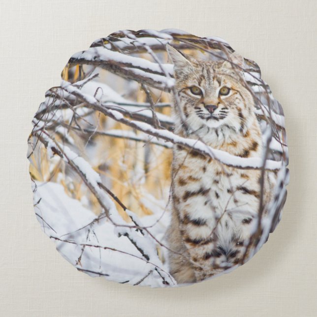Verenigde Staten, Wyoming, Bobcat Rond Kussen (Voorkant)