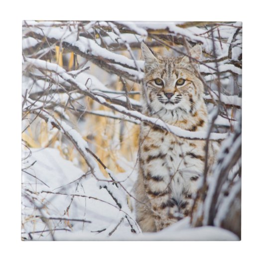 Verenigde Staten, Wyoming, Bobcat Tegeltje (Voorkant)