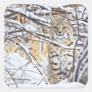 Verenigde Staten, Wyoming, Bobcat Vierkante Sticker