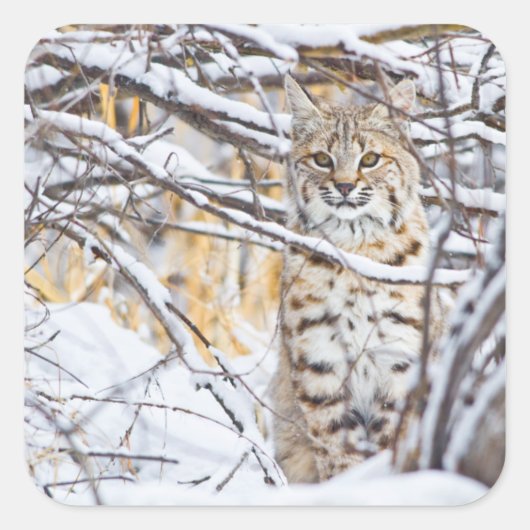 Verenigde Staten, Wyoming, Bobcat Vierkante Sticker (Voorkant)