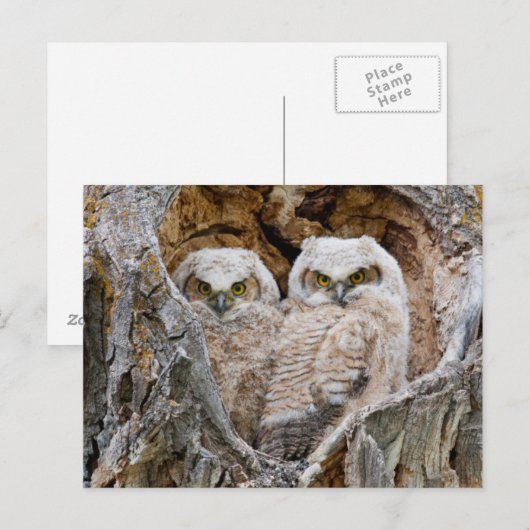 Verenigde Staten, Wyoming, Grand Teton National Pa Briefkaart (Voorkant / Achterkant)