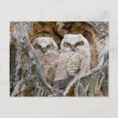 Verenigde Staten, Wyoming, Grand Teton National Pa Briefkaart (Voorkant)