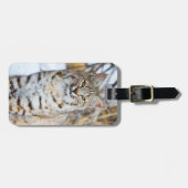Verenigde Staten, Wyoming, Portret van Bobcat Bagagelabel (Voorkant horizontaal)