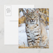 Verenigde Staten, Wyoming, Portret van Bobcat Briefkaart (Voorkant / Achterkant)