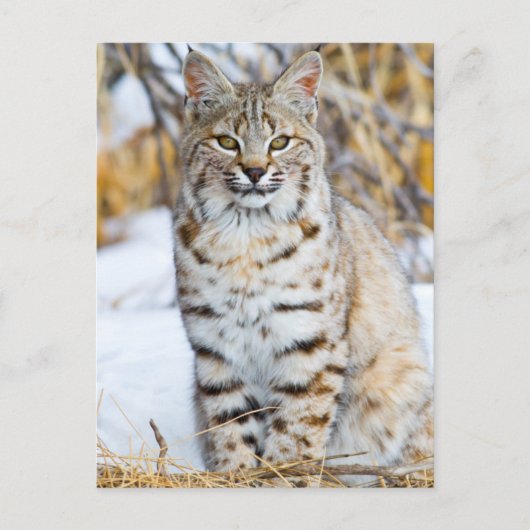 Verenigde Staten, Wyoming, Portret van Bobcat Briefkaart (Voorkant)