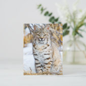 Verenigde Staten, Wyoming, Portret van Bobcat Briefkaart (Staand voorkant)