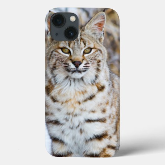 Verenigde Staten, Wyoming, Portret van Bobcat Case-Mate iPhone Case (Achterkant)