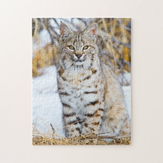 Verenigde Staten, Wyoming, Portret van Bobcat Legpuzzel (Verticaal)