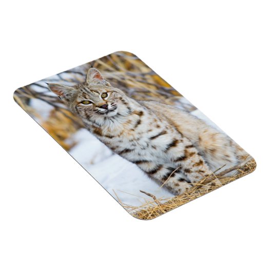 Verenigde Staten, Wyoming, Portret van Bobcat Magneet (Rechterzijde)