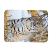 Verenigde Staten, Wyoming, Portret van Bobcat Magneet (Horizontaal)