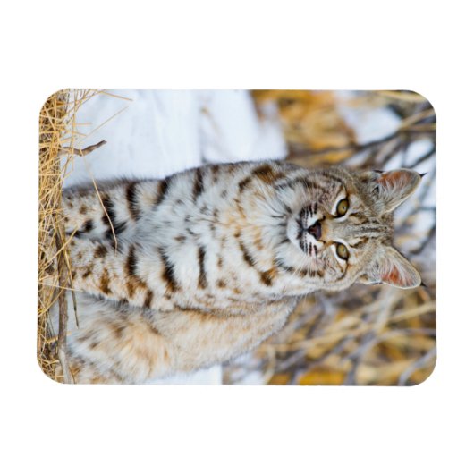 Verenigde Staten, Wyoming, Portret van Bobcat Magneet (Horizontaal)