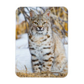 Verenigde Staten, Wyoming, Portret van Bobcat Magneet (Verticaal)