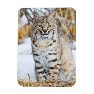 Verenigde Staten, Wyoming, Portret van Bobcat Magneet