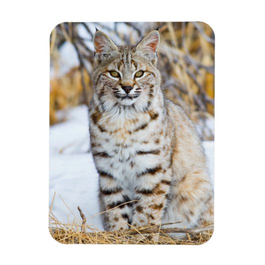 Verenigde Staten, Wyoming, Portret van Bobcat Magneet (Verticaal)