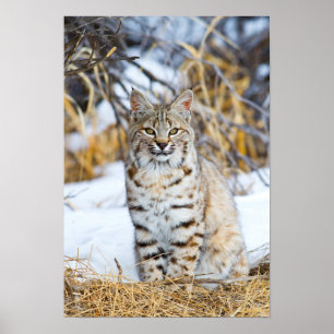 Verenigde Staten, Wyoming, Portret van Bobcat Poster