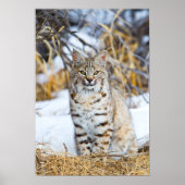 Verenigde Staten, Wyoming, Portret van Bobcat Poster (Voorkant)