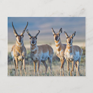 Verenigde Staten, Wyoming, Vier Pronghorn-antipiek Briefkaart