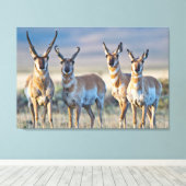 Verenigde Staten, Wyoming, Vier Pronghorn-antipiek Canvas Afdruk (Insitu (Houten vloer))
