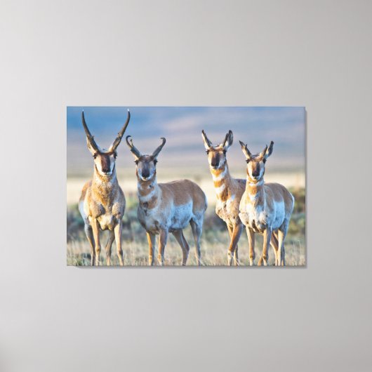 Verenigde Staten, Wyoming, Vier Pronghorn-antipiek Canvas Afdruk (Voorkant)