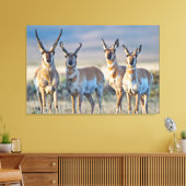 Verenigde Staten, Wyoming, Vier Pronghorn-antipiek Canvas Afdruk (Insitu (Woonkamer))