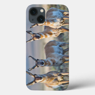 Verenigde Staten, Wyoming, Vier Pronghorn-antipiek Case-Mate iPhone Case